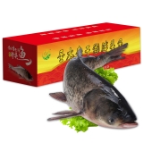 查干湖一号胖头鱼5.0-6.0斤
