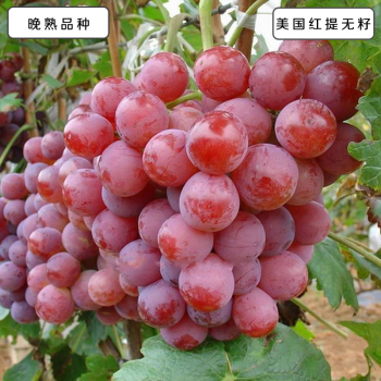 [生态水果]   美国无籽红提水果礼盒4000g
