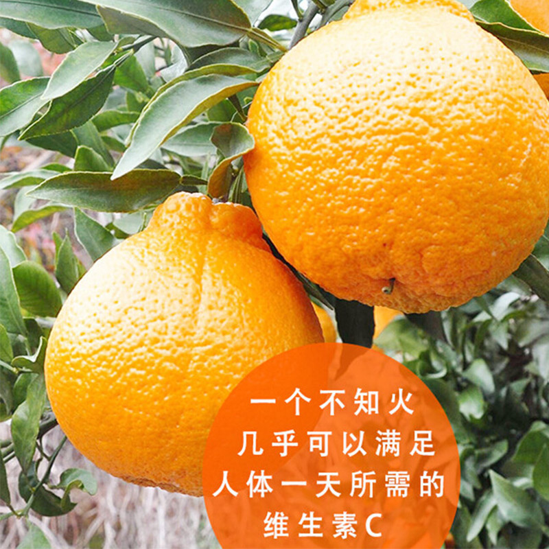 [生态水果] 丑柑水果礼盒4500g