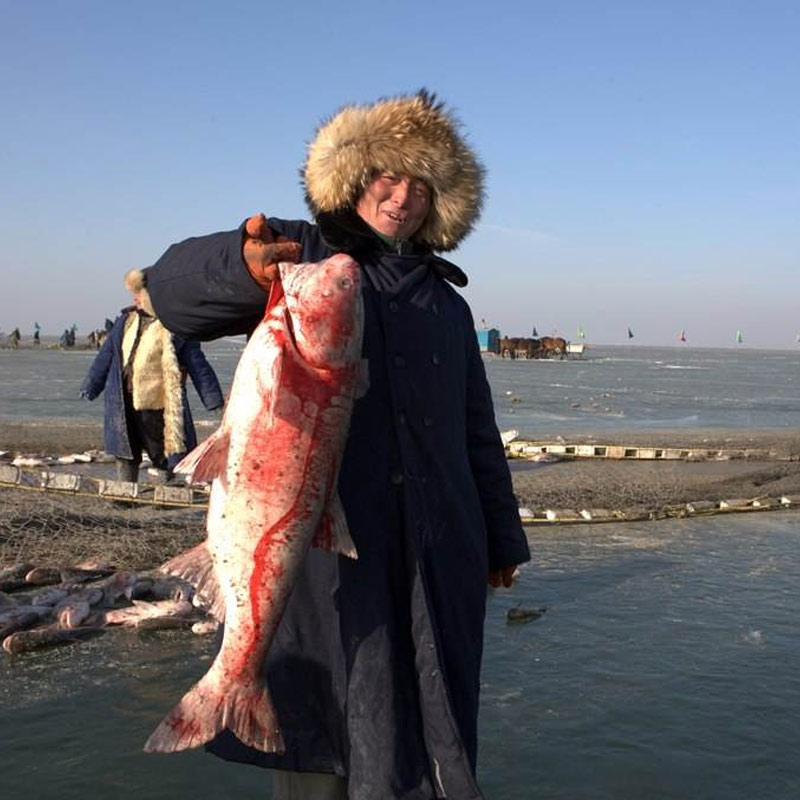 [查干湖胖头鱼]貮号胖头鱼8.1--8.5斤