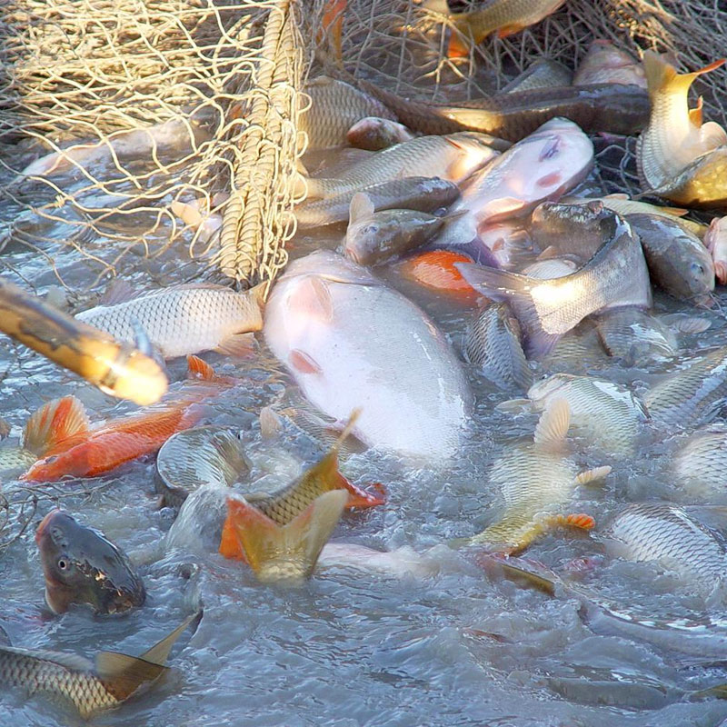 [查干湖胖头鱼]叁号胖头鱼10.1--10.5斤