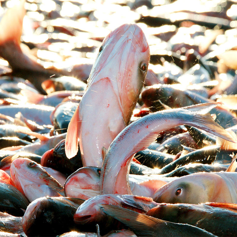 查干湖一号胖头鱼5.0-6.0斤