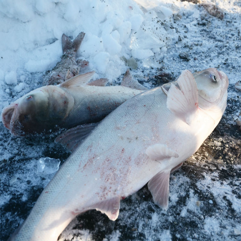 查干湖一号胖头鱼5.0-6.0斤