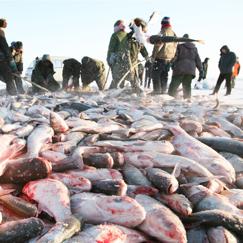 查干湖二号胖头鱼8.0-9.0斤