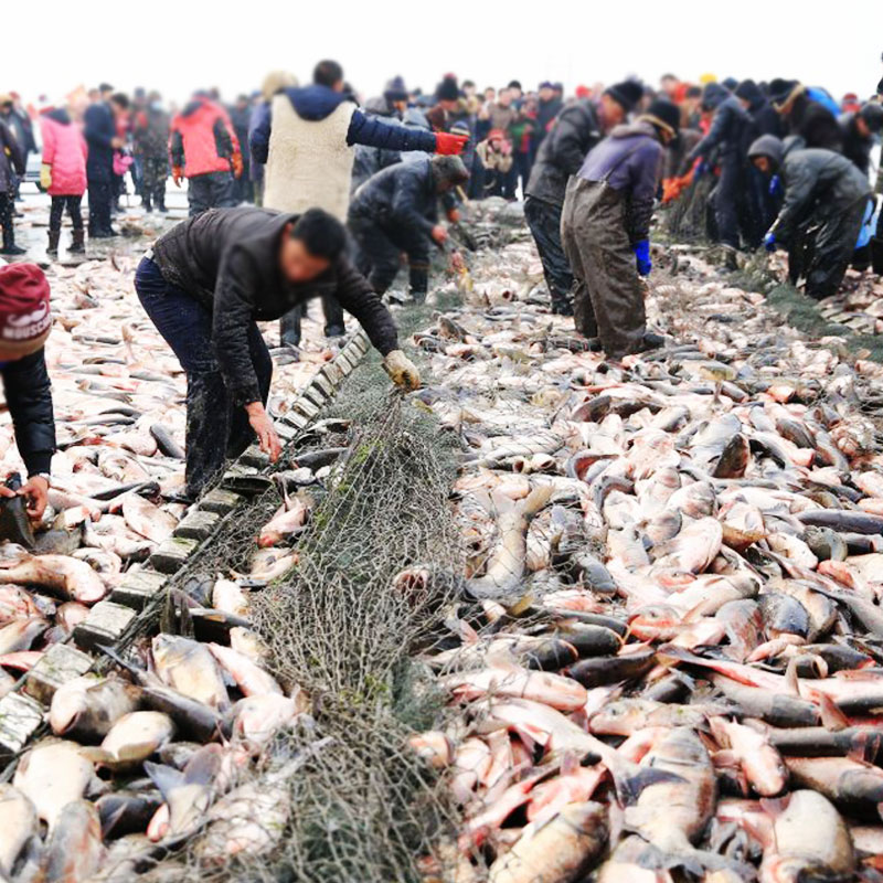 查干湖三号胖头鱼11.0-12.0斤