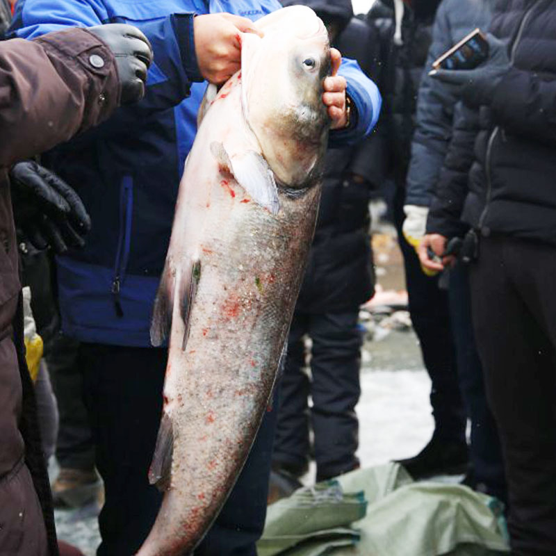查干湖三号胖头鱼11.0-12.0斤